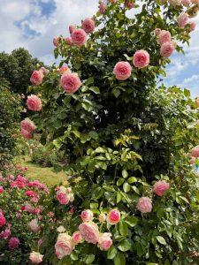 The Womans Club of York June 2026 Event 7